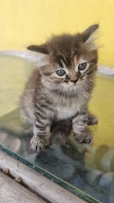 Anak Kucing DLH