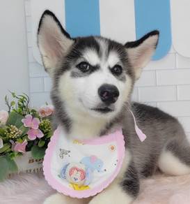 Wooly Husky