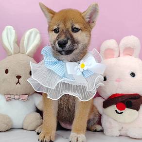Shiba