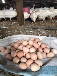 telor ayam api putih/mutiara putih