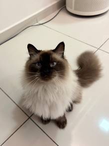 Siamese Cat for Adoption
