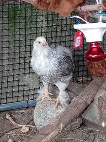Anak ayam brahma