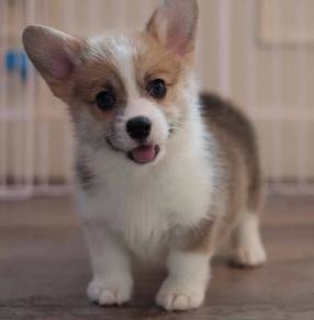 CORGI PUPPIES C208 🌻 cheeky Puppy Female