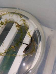 ikan guppy biru gelap