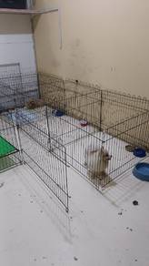 Pomeranian puppy for sale