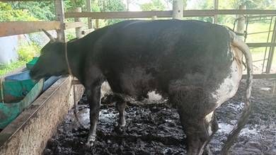 Lembu sado ingin dilepaskan Belgium blue dan limos