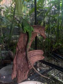 Green Iguana