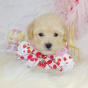 Poodle