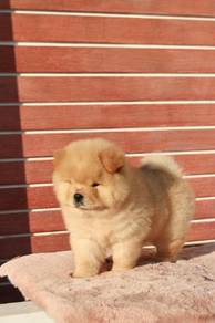 Chow Chow