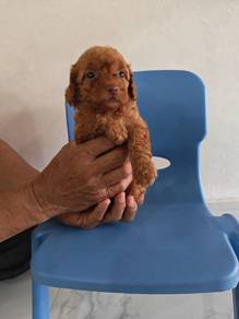 Red Nose Red Hair Teddy 泰迪
