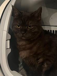 BSH + Maine Coon Mix for rehome