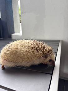 hedgehog