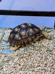 Sulcata