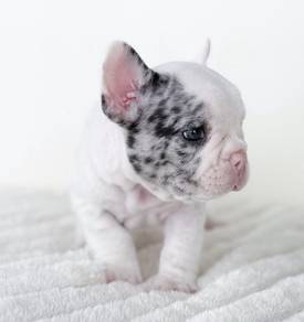 FRENCH BULLDOG PUPPIES VIP142🌻 Merle Pied Boy