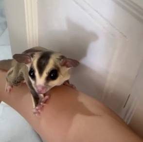 white face Sugar glider murah