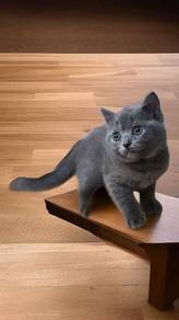 British shorthair female 