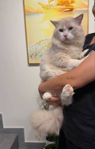 Ragdoll
