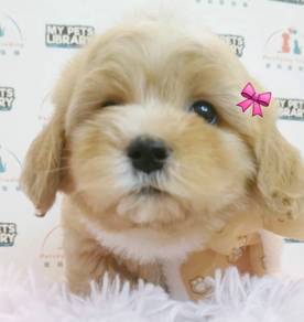 Maltipoo
