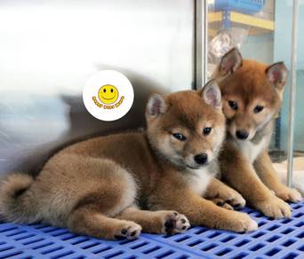 S1000 Shiba Inu brown haired puppy