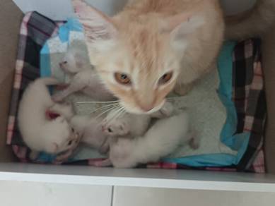 Oyen 