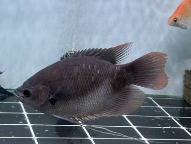 Kaloi Sabah