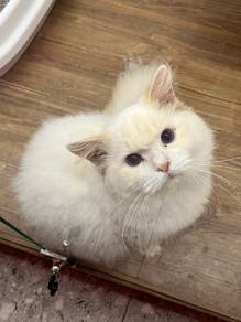Ragdoll