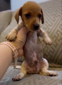 Daschunds