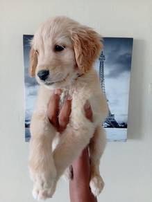 Golden Retriever Big Bone