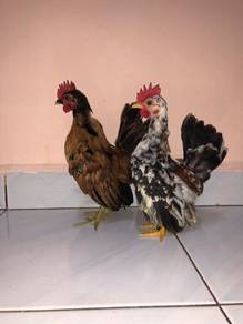 chicken 
