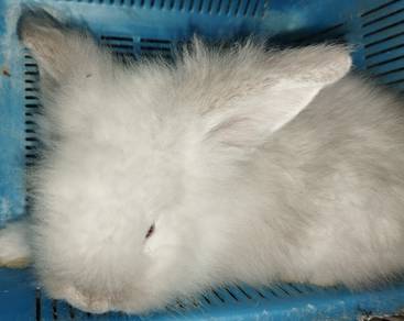 arnab 