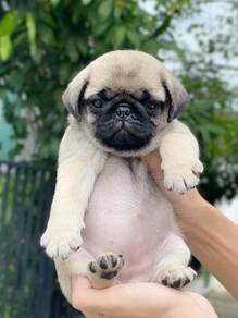 Pug