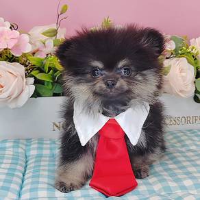 Pomeranian