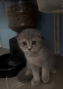 scottish fold male kitten