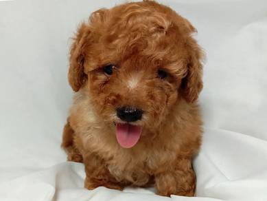 Cavapoo baby 