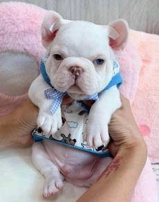 FRENCH BULLDOG PUPPIES 🌻VIP743 Boy -Girl