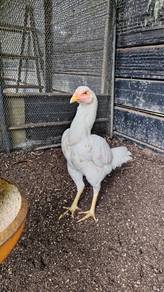 Ayam Ratu Kaishi