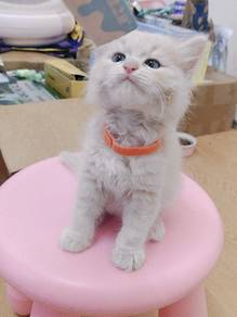 cat kitten kucing