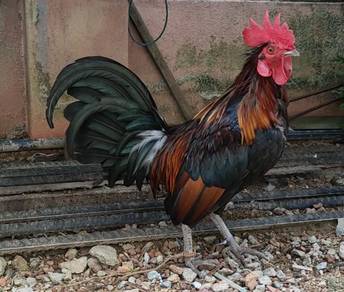 ayam