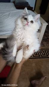 BLH + Persian