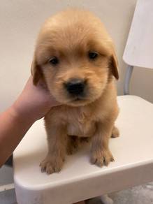 Golden retriever mka puppies