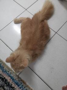 BSH cat 