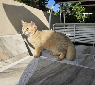 Golden BSH Female