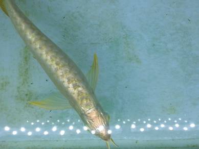Golden head crossback 8 inch-wholesale price