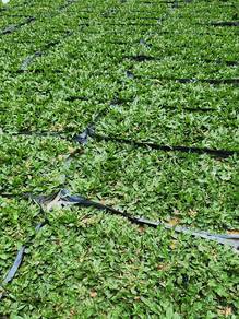 Rumput Cowgrass