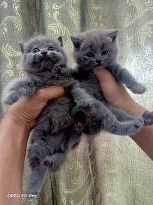 Kitten bsh 2month male