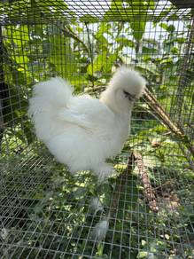 Ayam silkie putih