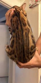 bengal cat