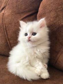 Mainecoone Mix Persian Kitten
