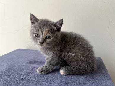 BSH Kitten