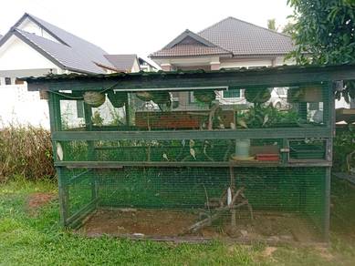 Burung budgie Kuantan